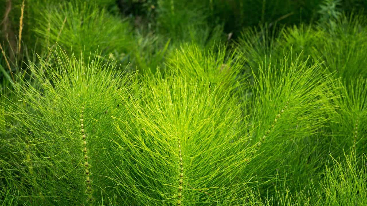 Heermoes als symbool voor lichaamsgerichte coach